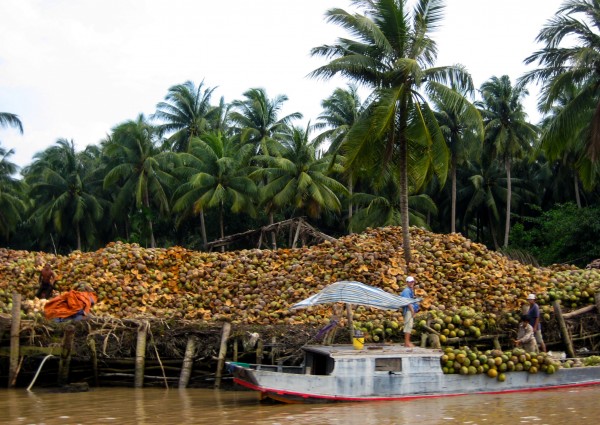 Huge Pile of Coconut Husks MeKong River Vietnam