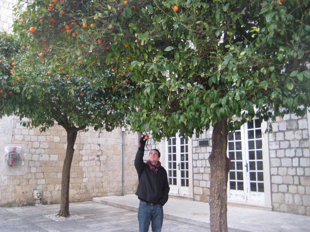 Mike Picks Oranges in Dubrovnik, Croatia