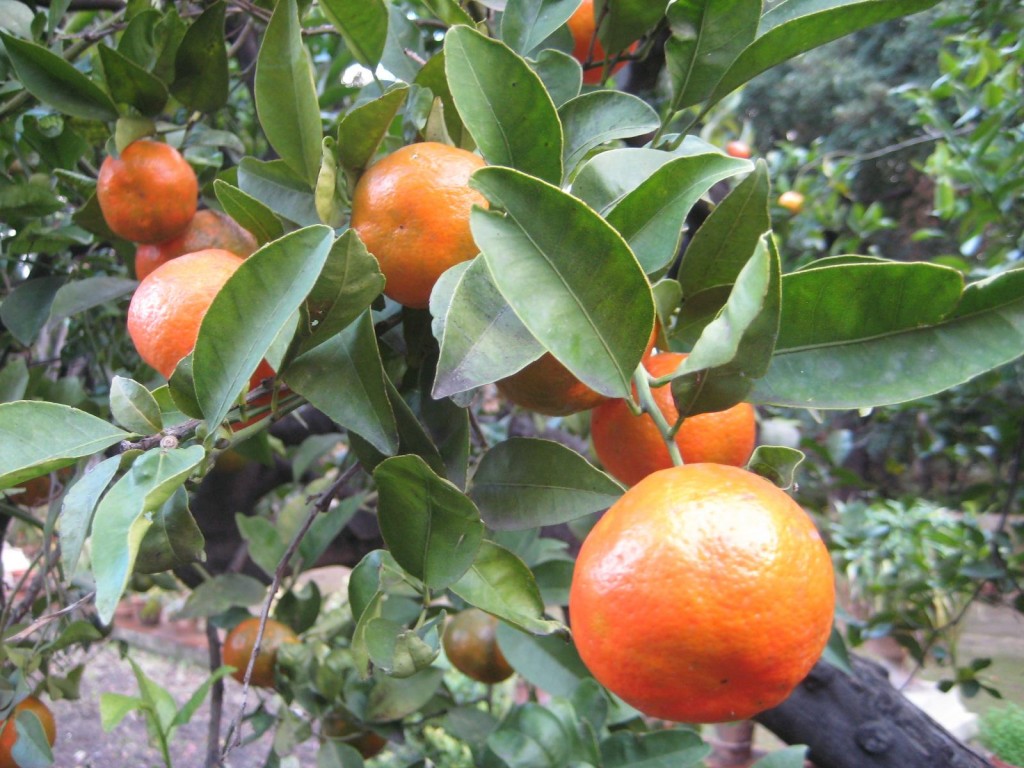 Sicilian blood oranges in Palermo