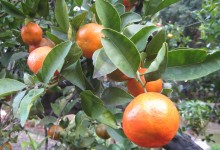 Sicilian blood oranges in Palermo