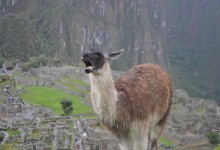 llama in machu picchu peru