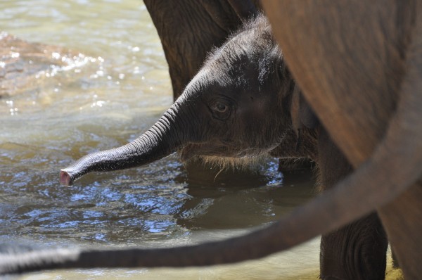 Baby Elephant Pinnawela