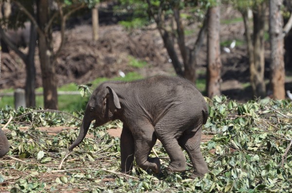 Baby Elephants Graze Pinnawela