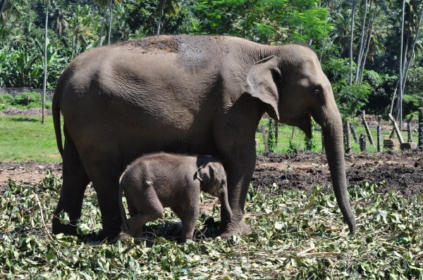 Mom and baby elephant graze pinnawela