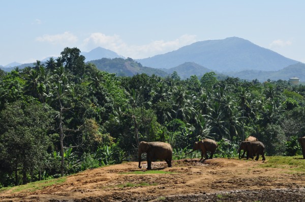 Trio of Elephants Pinnawela