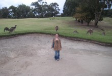 Kangaroos at Anglesea Golf great ocean road australia