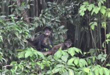 Baby spider monkey in costa rica