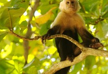 costa rica monkey from Luca5
