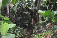 vallee de mai in praslin Seychelles