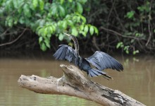 Cano Negro Costa Rica Snake Bird