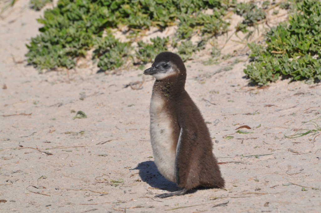 penguin chick in south africa 