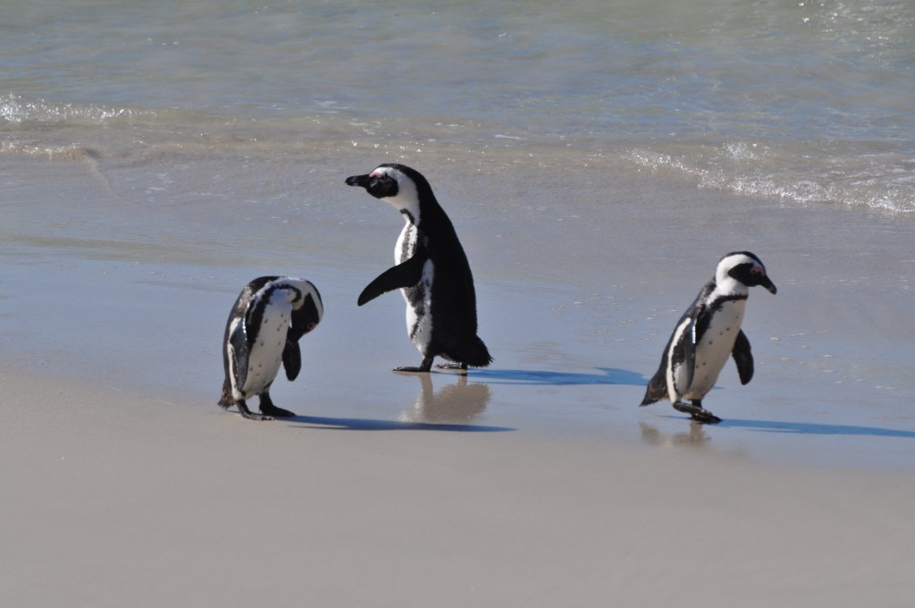 penguins in south africa boulders beach