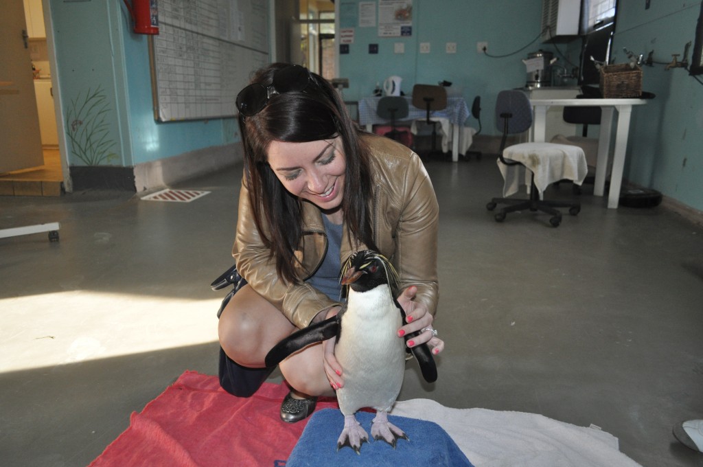 SANCCOB Rocky Rockhopper Penguin South Africa