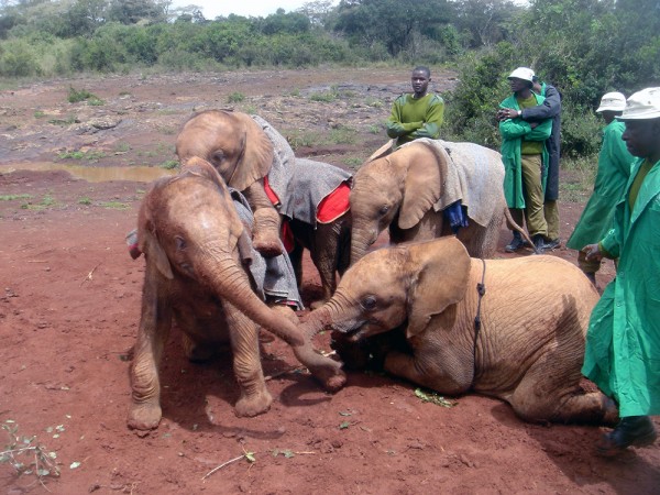 Young elephants playing together at the David Sheldrick Wildlife Trust in Nairobi, Kenya