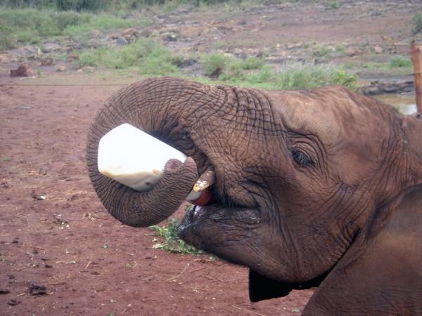 Young elephant helps himself to a drink of some milk formula at the David Sheldrick Wildlife Trust in Nairobi Kenya