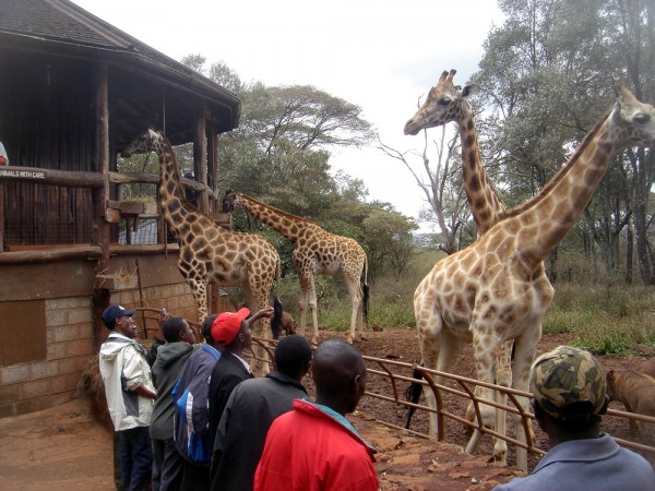 Giraffe circle the feeding platform at the Langata Giraffe Center in Nairobi Kenya