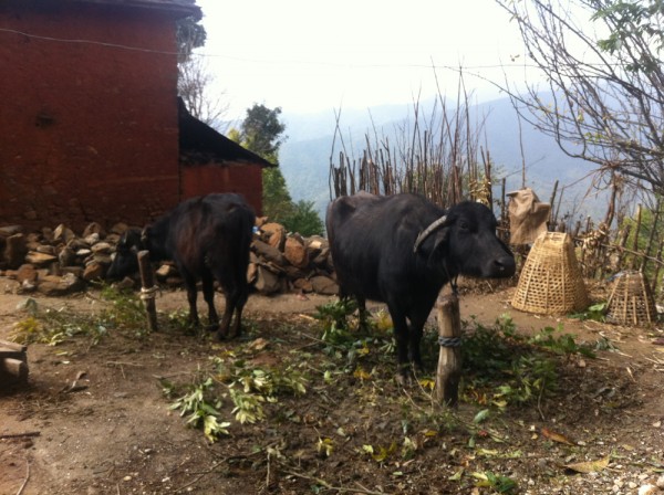 Nepalese cows enjoying not being rained on