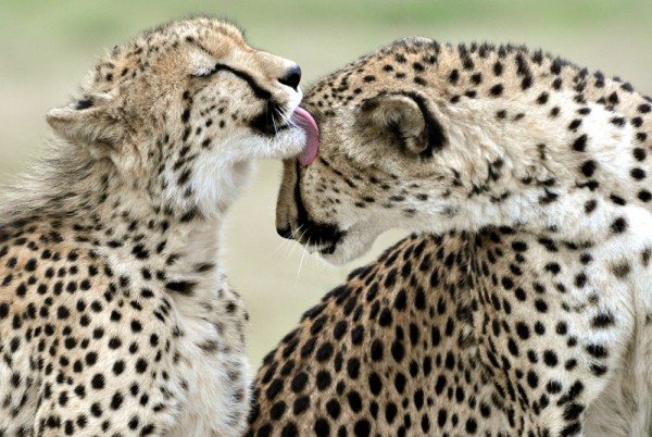 At the end of the day they're still cats.  There's never a bad time for a nice lick-bath.