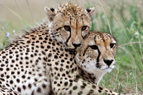 Mamma cheetah and cub spending quality time together is almost too cute.