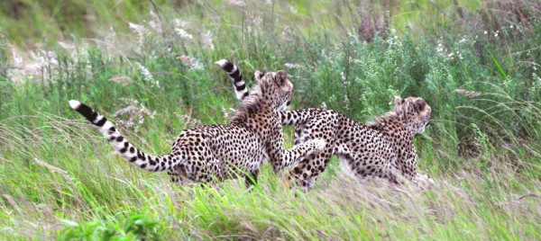 Cheetahs take chase faster then any other land-animal on earth.  They can also run away faster.