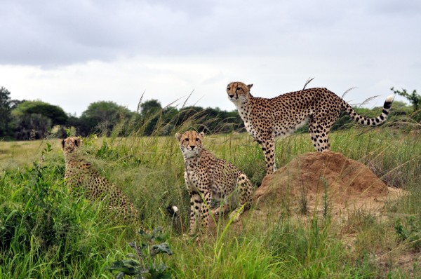 Being a cheetah is as much about observation as it is about hunting.  Quietly surveying your options from a high vantage point leads to a successful hunt.