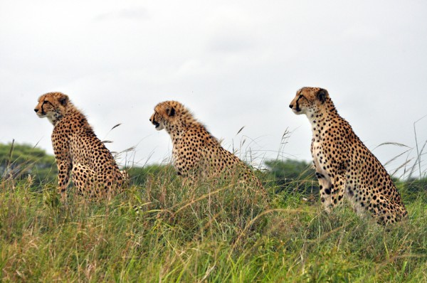 Mamma cheetah and her two cubs before the hunt.  Which way to go?