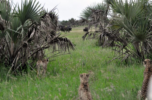 The trio of cheetah eye the buffalo in the clearing considering their options