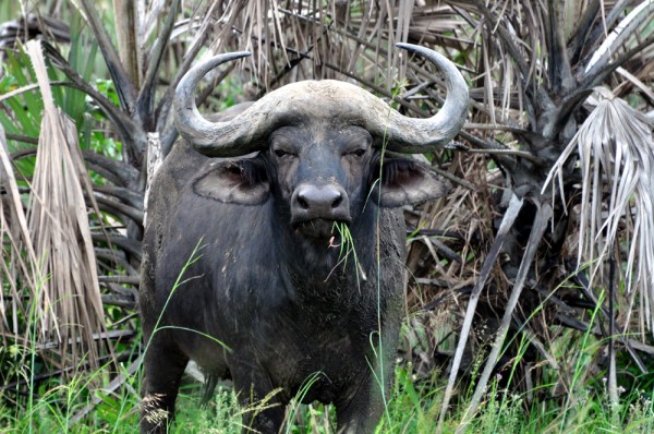 Would you mess with this guy?  Remember buffalo have plenty of friends too.  The herd takes care of their own.