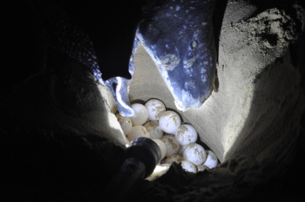 Time to lay the eggs!  This Leatherback Sea Turtle lays over 100 eggs in each nest and can create up to ten nests per season!