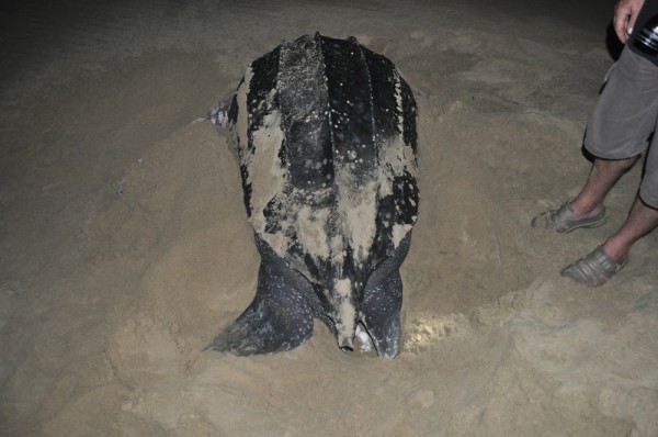 Leatherback Sea Turtle finishing up covering her nest with sand
