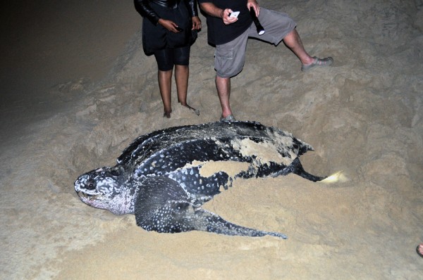 The rarest turtle species on Earth and also the largest.  At 1,300 pounds that's a whole lot of turtle!