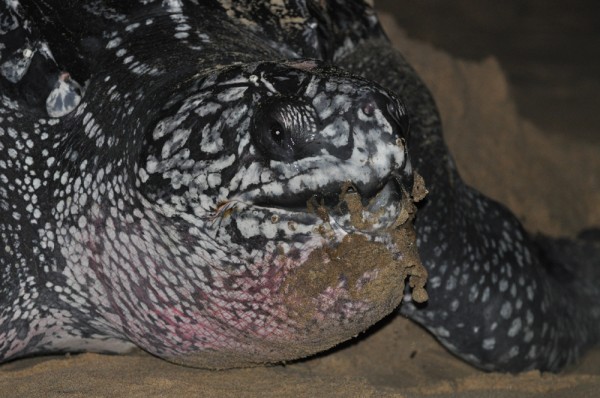 The face of a 1,300 pound Leatherback Sea Turtle after finishing laying 100 eggs