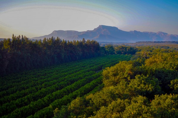 This area is dotted with citrus orchards like this one which pop out of the nowhere as you fly.