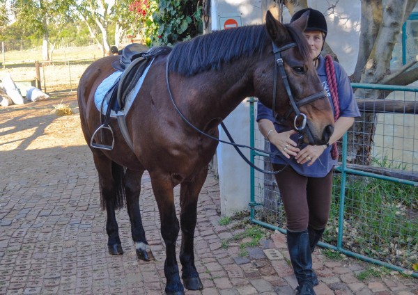 Rebel - the most beautiful horse I have ever seen