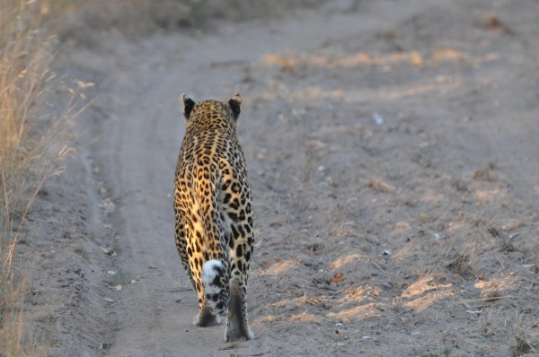 South Africa Sabi Sabi  Leopard walking down road