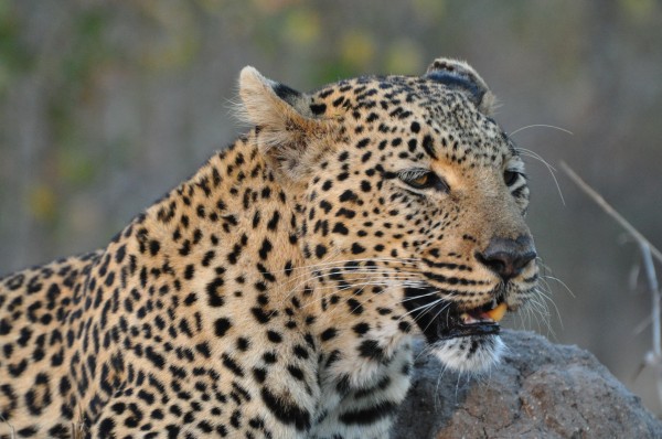 South Africa Sabi Sabi Leopard 