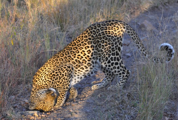 South Africa Sabi Sabi Leopard rubs head on dirt