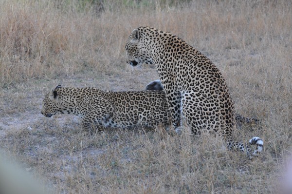 South Africa 5-2012 - Sabi Sabi Private Game Reserve - Leopard Mating 0