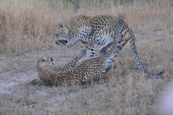 South Africa 5-2012 - Sabi Sabi Private Game Reserve - Leopard Mating 3