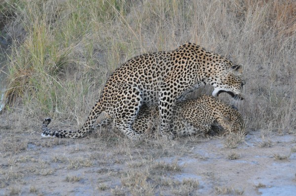 South Africa 5-2012 - Sabi Sabi Private Game Reserve - Leopard Mating 7