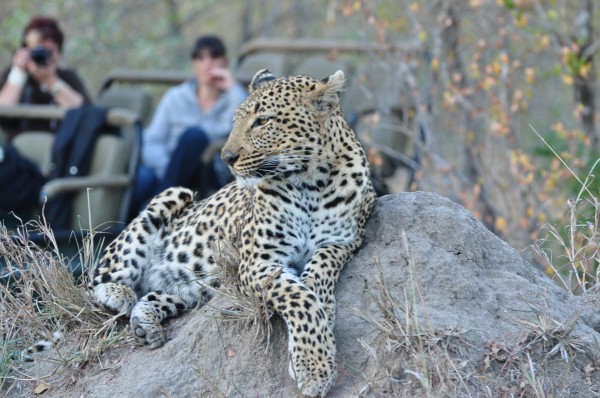 South Africa Sabi Sabi Leopard with Land Rover