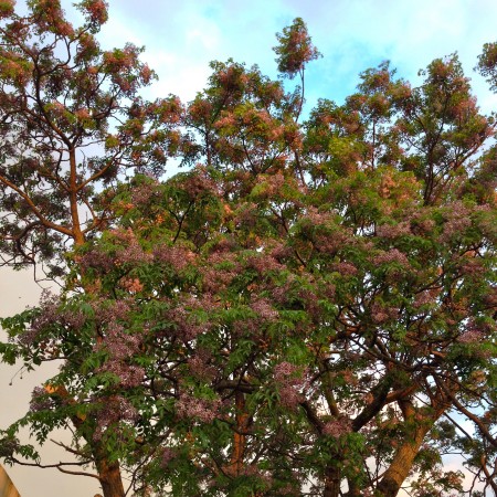 Lilac trees Colonia Uruguay