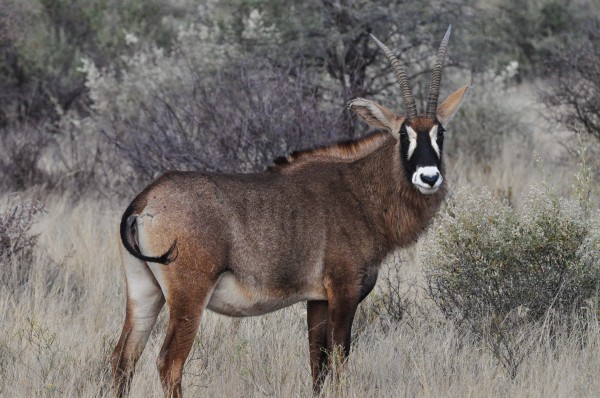 Sable Antelope not currently being chased by a helicopter