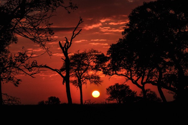 Sabi Sands, Mpumalanga, South Africa