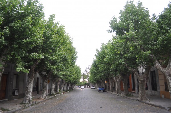 Tree Lined Streets 2