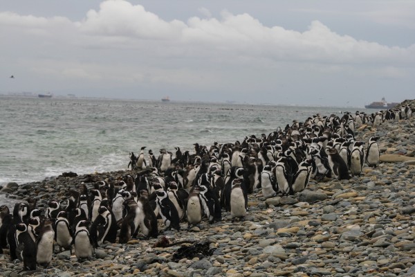 Robben Island penguin colony