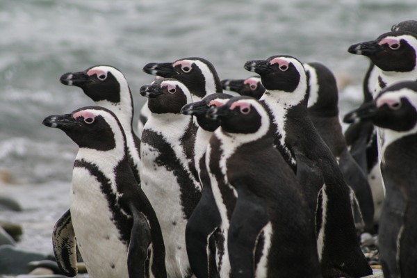 Penguins consider going for a swim from the shores of Robben Island