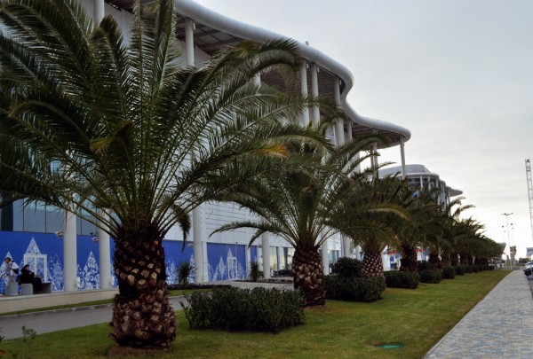 If you don't believe Sochi really is a tropical destination, here are Palm Trees. Next to the Main Press Center. In Russia. In February.