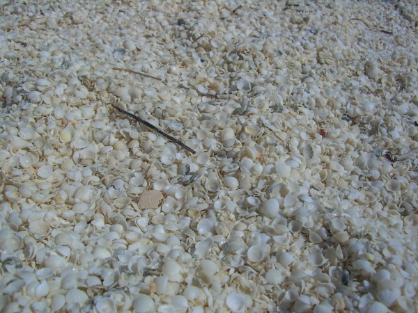 An endless beach made entirely of tiny clam shells