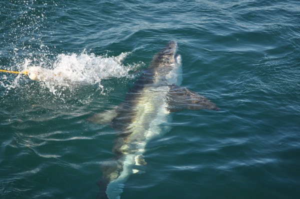 Great white shark south africa
